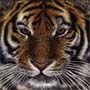 Tiger Restaurante